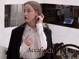 Accafinch
