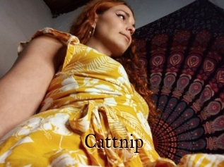 Cattnip
