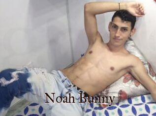 Noah_Bunny