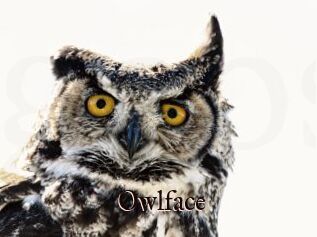 Owlface